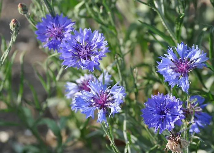 Couette-café Château D'auteuil - D'hôtes Berneuil-en-Bray